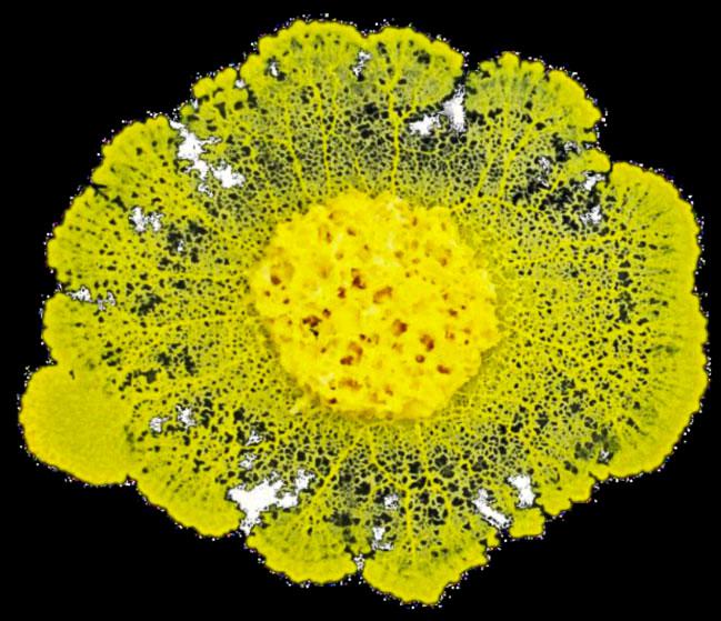 jsc2021e029747 (7/13/2021) --- A preflight view of an active  Blob. The goal of the Blob investigation is to observe the influence of microgravity on the Blob’s (a unicellular organism whose scientific name is Physarum polycephalum) behaviour when it explores its environment or when it eats. A ground experiment takes place in schools and the results are compared against the results of the International Space Station conclusions. The final goal is motivate students from France and other European Space Agency (ESA) Member States to study the Biological sciences. Image Credit: Audrey Dussutour - French National Centre for Scientific Research (CNRS)