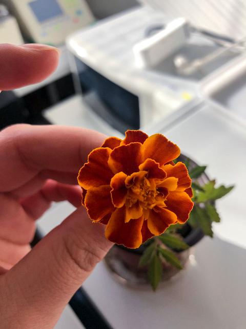 jsc2021e029978 (1/6/2020) --- A Photo of the Marigold flower grown during lab test at Toulouse. The Eklosion investigation consist of a vase that is utilized by a crew member to grow a Marigold flower (Tagetes patula) aboard the ISS. The investigation takes place at the leisure of the crew member and helps to study the process of plant growth in space, as well as using a personally tended house plant in space to help establish a psychological link between the crew member aboard the ISS and Earth. Image courtesy of Eklo association.