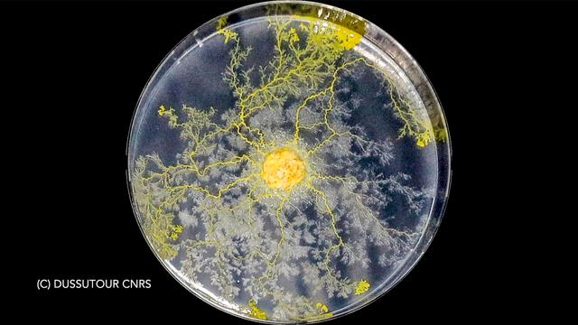 jsc2021e031153 (7/22/2021) --- A preflight view of Slime molds Physarum polycephalum (nicknamed "blob") exploring an agar gel. The goal of the Blob investigation is to observe the influence of microgravity on the Blob’s (a unicellular organism whose scientific name is Physarum polycephalum) behaviour when it explores its environment or when it eats.  Photo courtesy of © DUSSUTOUR CNRS.
