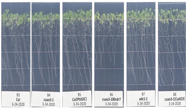 NASA image: PRO Imagery Submittal - APEX-08