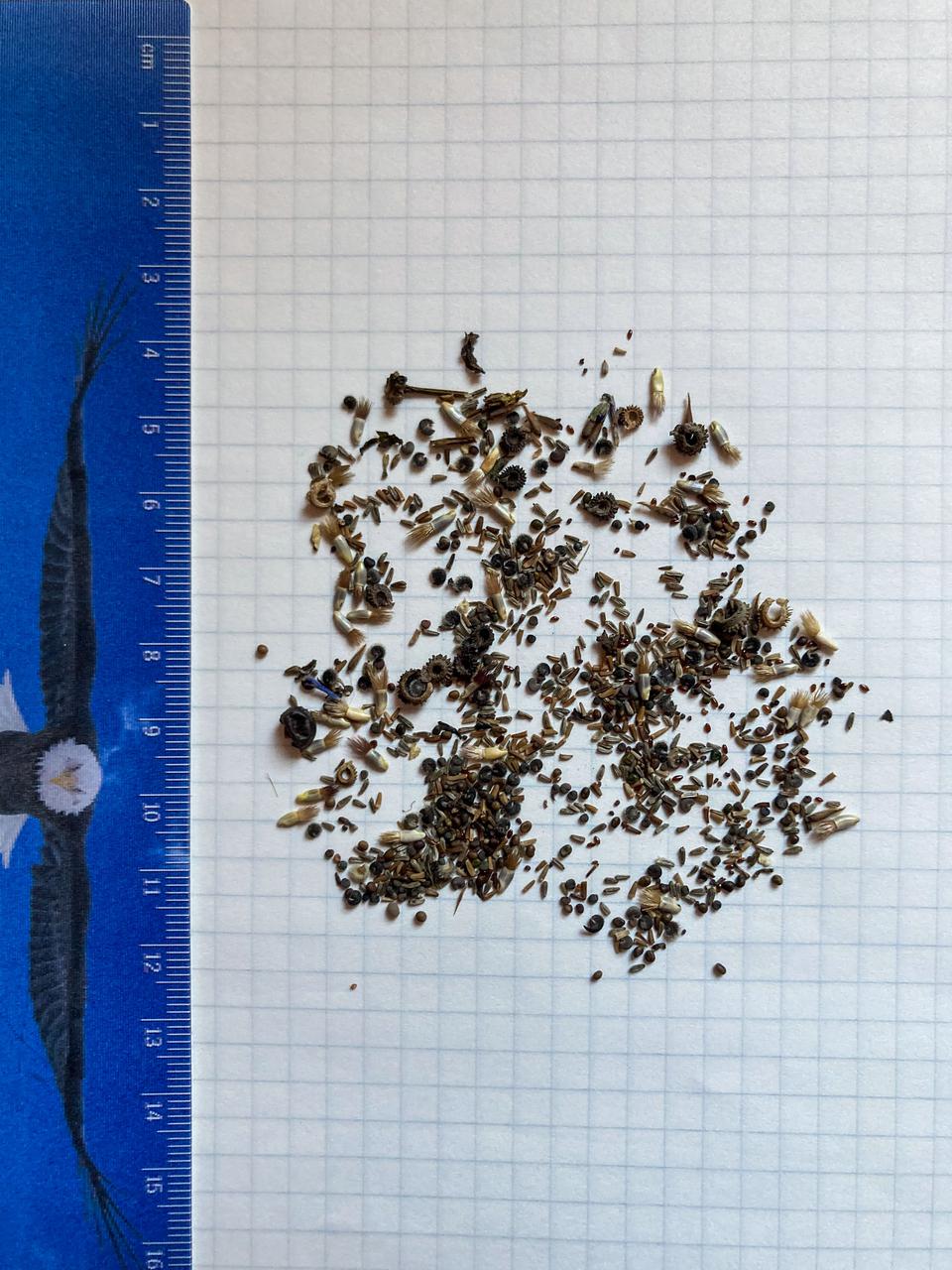 jsc2021e037882 (4/26/2021) --- A preflight photo of the contents of the seed packages of the Seeds and Martian Yeast investigation. Seeds are flown to the International Space Station (ISS) and back to Earth. The main objective of the investigation is to engage a significant number of students in primary and secondary schools in growing samples of space flown and non-space flown seeds. This activity aims to raise awareness about the continuous decline of species, and promote the importance of biodiversity and nature. Image Courtesy DLR.