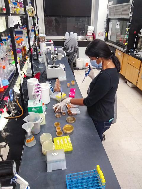SPOCS Project Co-Lead Swati Ravi pictured in the Columbia University Dietrich Biological Shape and Pattern Formation Laboratory spotting P. aeruginosa and S. aureus bacterial samples for biofilm growth. Swati Ravi Image courtesy of Bryan S. Wang