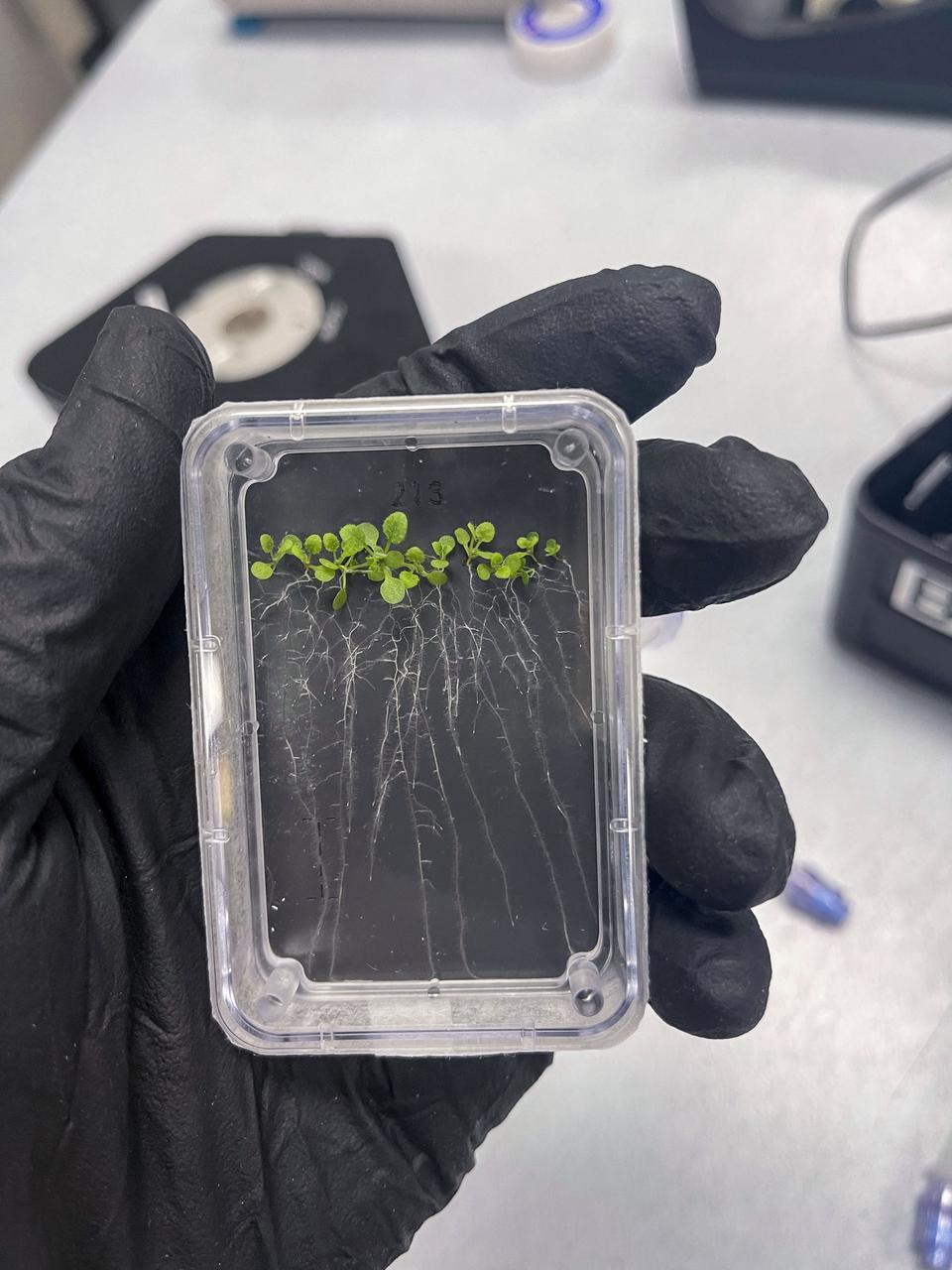 jsc2021e063283--Representative image of plate with Arabidopsis seedlings after 10 days of growth for the Plant RNA Regulation Redux in Multi Variable Platform (MVP) (MVP-Plant-01) investigation. Taken after the experiment verification test. Image courtesy of Grant Vellinger (Techshot/Redwire).
