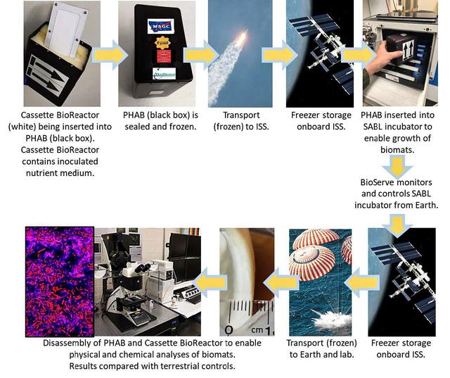 NASA image: Protein Manufacturing