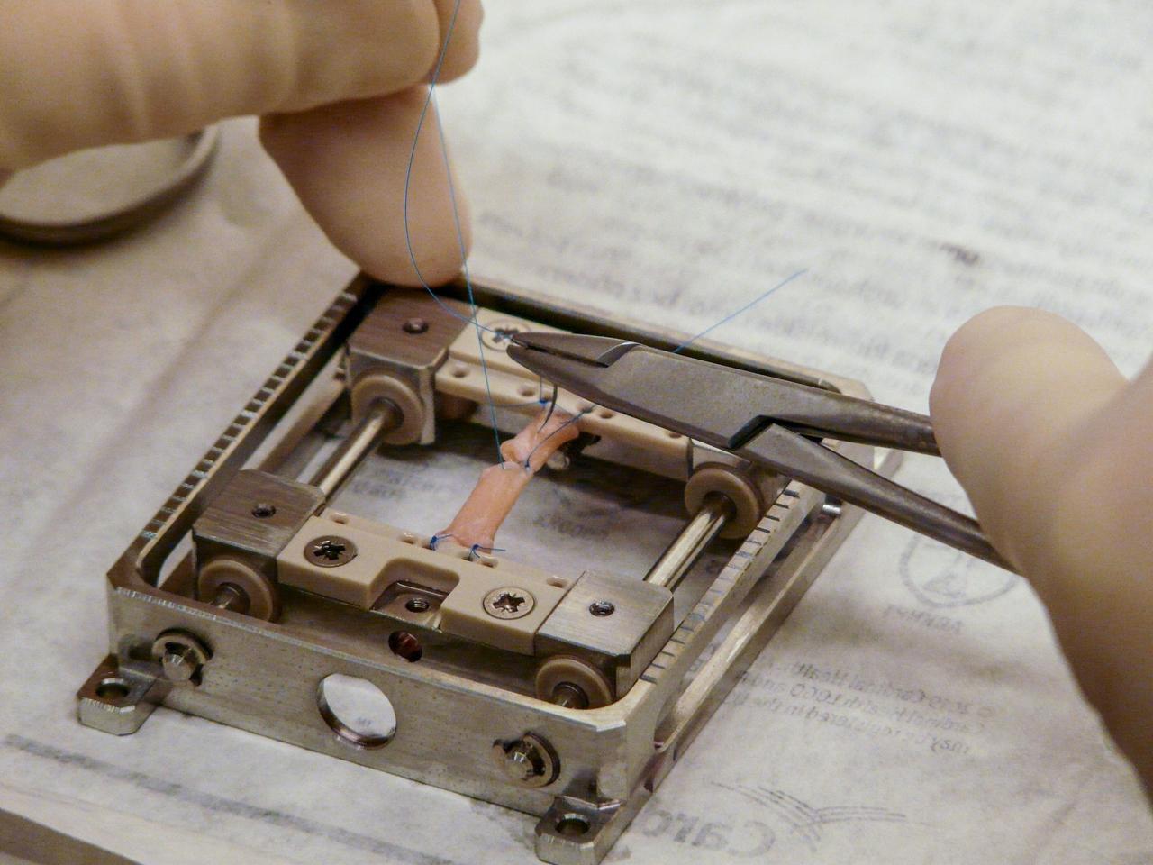 jsc2022e042614 (2/18/2021) --- Preflight image of a sutured vein vessel sample mounted on a frame for monitoring suture mechanical properties for the Suture in Space investigation. Image courtesy of Kayser Italia.