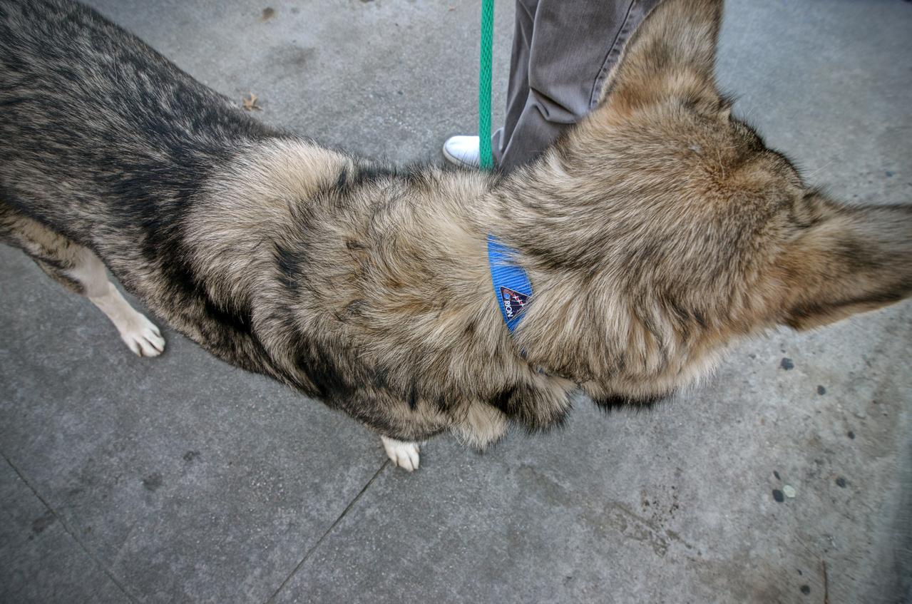 Image of dog on leash taken during view of the Orion Pad Abort-1 pathfinder on display at an event outside American Airlines Center in Dallas on Jan. 27, 2012. Part of Batch image transfer from Flickr. 