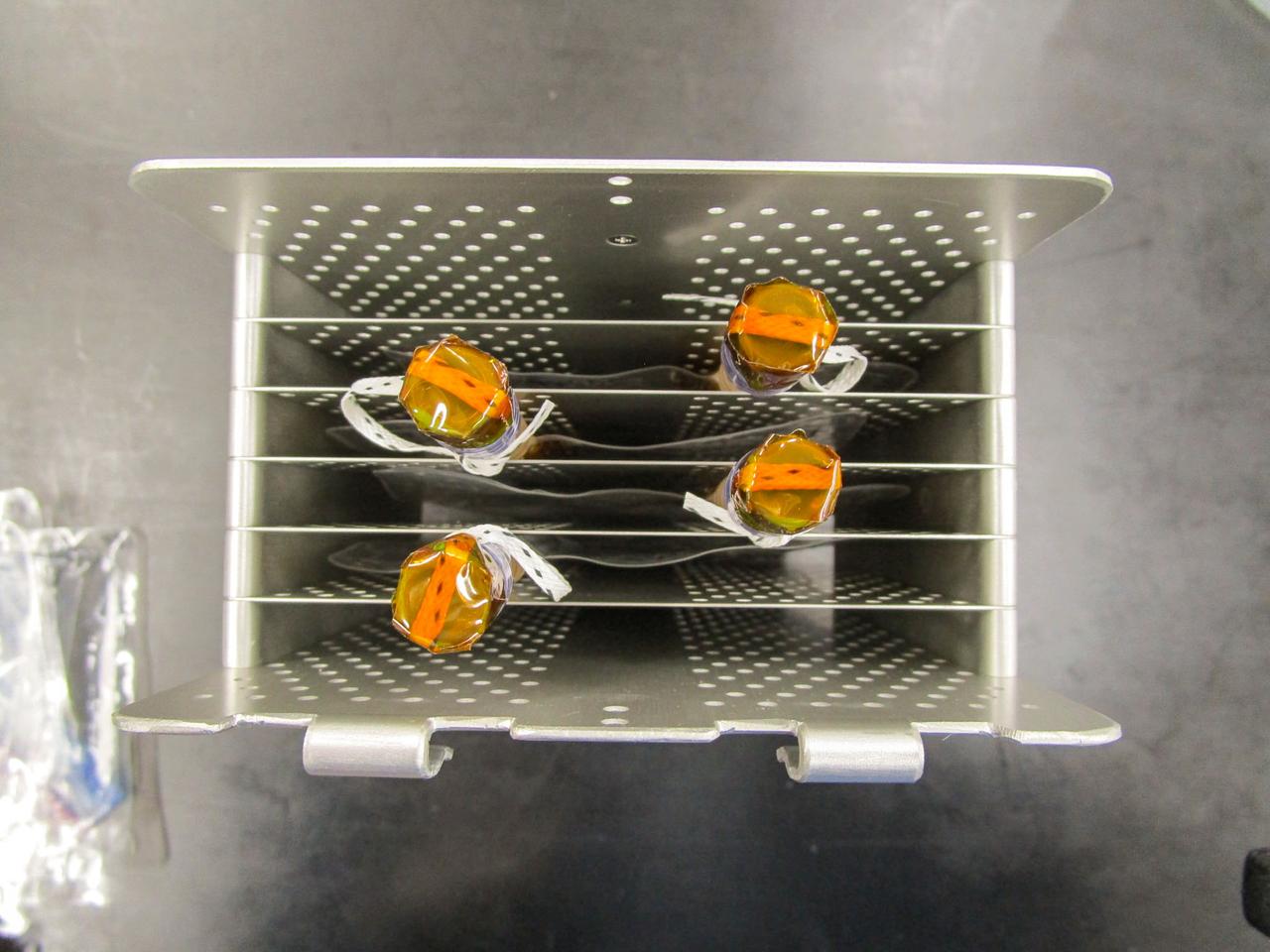 jsc2022e068256 (5/11/2022) --- A preflight image of the sample holder which holds the Culture Bags with port, and used to accommodate it to the Cell Biology Experiment Facility (CBEF) in KIBO module. Effect of the Space Environment on the Neural Integration System and Aging of the Model Animal C. elegans (Neural Integration System) uses nematodes to examine how microgravity affects the nervous system. Image courtesy of JAXA