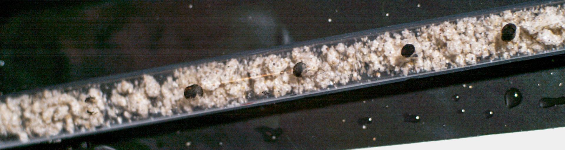 NASA image: Front View of Flow of Mixture of Hydrophobic Medium Sand Particles, Water, and Air