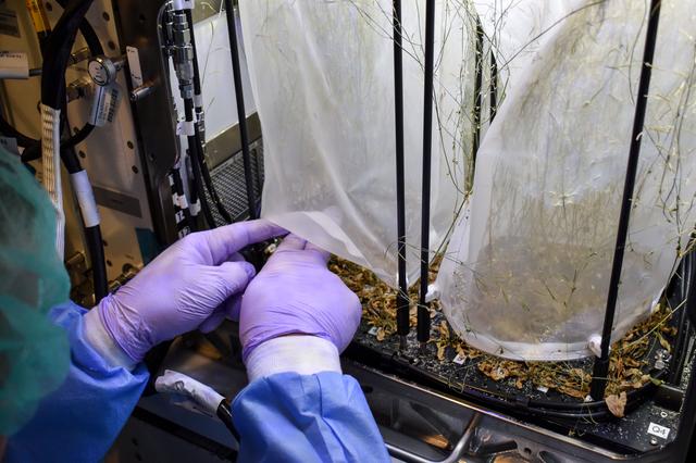 NASA image: Plant Habitat-03