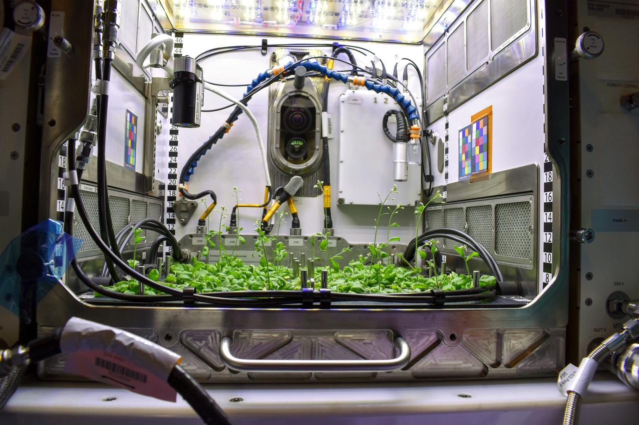 jsc2022e072963 (2/7/2022) --- A view into NASA's Kennedy Space Center’s Advanced Plant Habitat (APH) during experiment verification testing for the Plant Habitat-03 investigation. The image shows the Arabidopsis plants growing in the APH just before the four seed bags are installed. The plants are just beginning to develop flower stalks. Image courtesy of Dr. Anna-Lisa Paul.