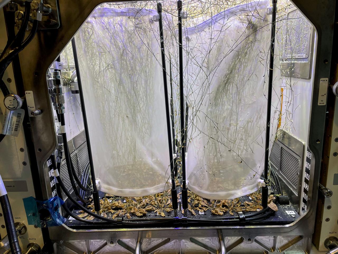 jsc2022e072965 (3/17/2022) --- A view into NASA's Kennedy Space Centerâ€™s Advanced Plant Habitat (APH) during experiment verification testing for the Plant Habitat-03 investigation. The image shows the Arabidopsis plants growing in the APH just before the four seed bags are installed. The plants are just beginning to develop flower stalks. Image courtesy of Dr. Anna-Lisa Paul.