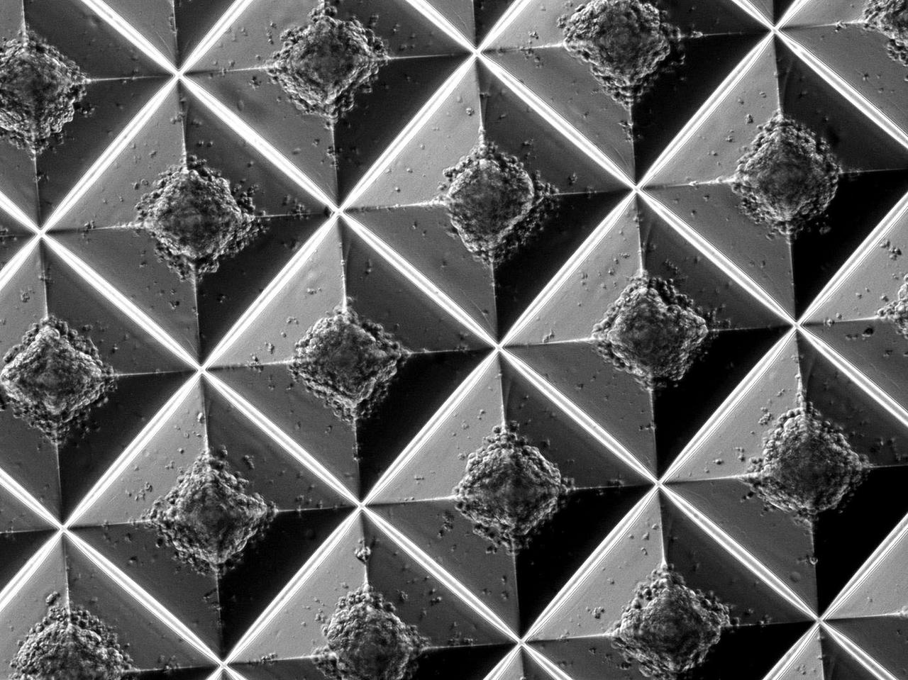 jsc2022e072970 (9/22/2022) --- A preflight view of 3D heart cells generated by microscale tissue engineering. ISS: Engineering Stem Cell-Derived Cardiac Microtissues with Metabolic Regulators in Space to Promote Cardiomyocyte Maturation (Project EAGLE) grows 3D cultures of heart cells on the International Space Station. What is learned could help scientists establish a functional heart tissue model that mimics heart disease and can be used to test new drugs. Image courtesy of Parvin Forghani, Ph.D., Emory University.