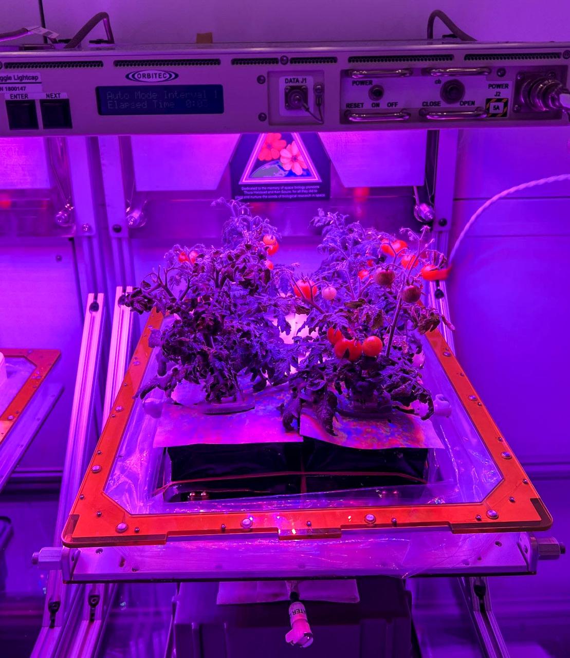 jsc2022e072972 (9/22/2022) --- A preflight view of  ‘Red Robin’ dwarf tomato growing in growing in Veggie hardware at the Kennedy Space Center - part of Veg-05 experiment.