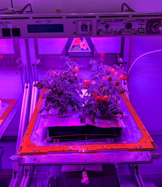 NASA image: ‘Red Robin’ dwarf tomato growing in tomato growing in Veggie hardware at the Kennedy Space Center