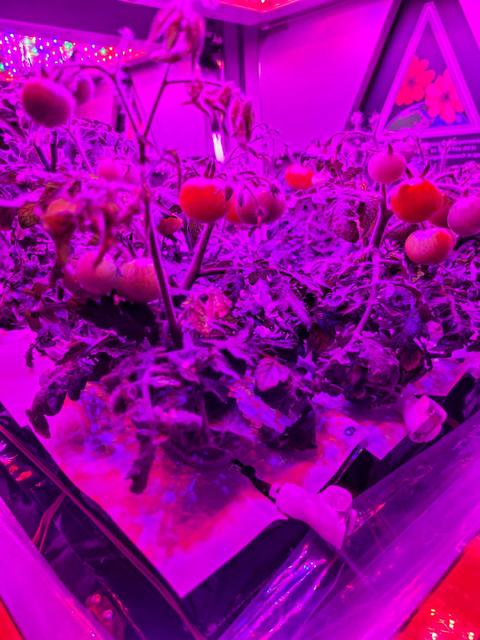 NASA image: ‘Red Robin’ dwarf tomato growing in Veggie hardware