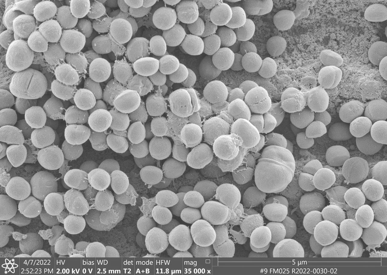 jsc2023e010178 (4/7/2022) --- This image taken by a scanning electron microscope shows one of the ESA-Biofilms sample plates from its first launch to the International Space Station. The sample plate in this image is made of stainless steel, which is the reference surface in the experiment since it has no antimicrobial properties. This surface also has a 3 µm laser structure engraved to the surface as control. In contrast to the copper surface, there are many Staphylococcus capitis cells attached to the steel surface that are actively dividing and starting to from components of a biofilm matrix. The ESA-Biofilms investigation studies bacterial biofilm formation and antimicrobial properties of different metal surfaces under spaceflight conditions in altered gravity. Image courtesy of DLR, CC BY-NC-ND 3.0.