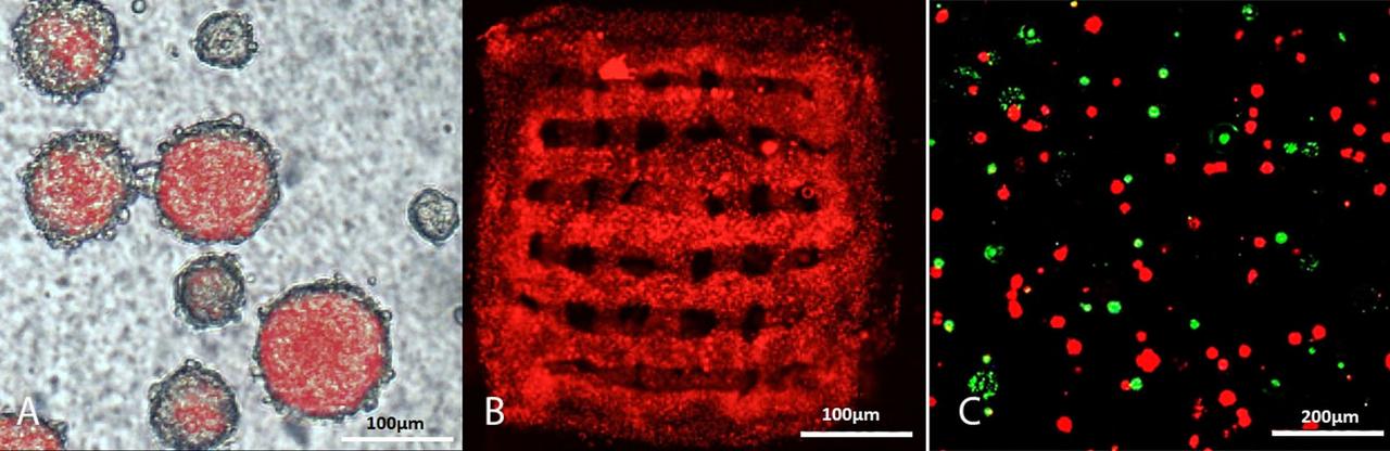 jsc2024e006078 (1/18/2024) ---    A = Free floating BC neurospheres, produced from 11 days mouse embryo, expressing red fluorescent protein under actin promoter; B = 3D-printed BC neurospheres in gelatin scaffold 3 days after printing; C = BC neuropsheres survival after Maser15 microgravity exposure (NucGreen™ Dead 488 ReadyProbes (Invitrogen, Cat# R37109) staining for green dead BC neuropsheres, and live BC neurospheres imaged in red without staining). Credit: Uppsala University, Department of Immunology, Genetics and Pathology
