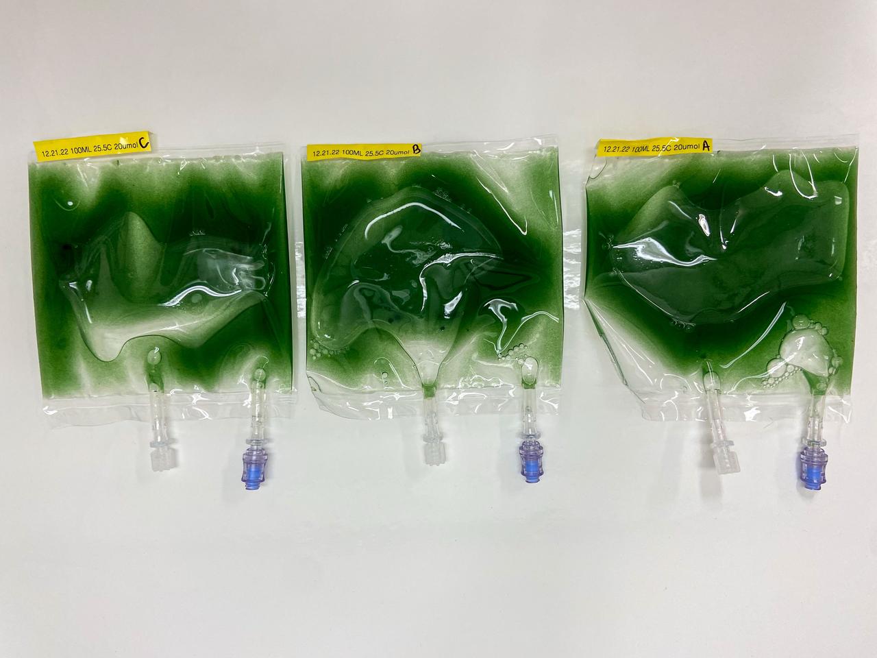 jsc2024e006097 (1/3/2023) --- Three A. platensis cultures in fluorinated ethylene propylene (FEP) bags. Image courtesy of Katherine Fisher