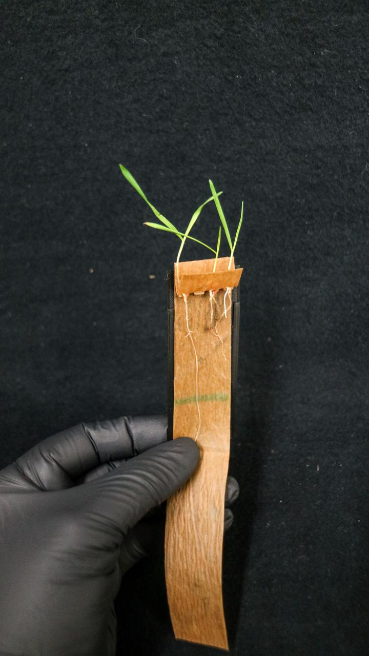 jsc2024e016229 (9/9/2022) --- Brachypodium seedlings are shown germinating on the germination paper guides used for APEX-09, C4 Photosynthesis in Space (C4Space) investigation. APEX-09 helps to inform future plant system designs for bio-regenerative support as part of deep exploration missions. Image courtesy of Dr. Handakumbura.