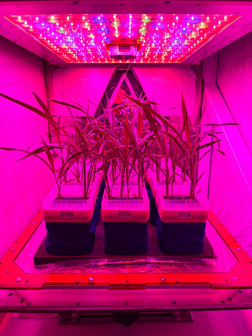 jsc2024e016233 (10/12/2023) --- The C4 Space project will grow and test Setaria, a C4 model grass species. APEX-09 observes two plant species (C3 and C4) with differing mechanisms for capturing CO2 during photosynthesis. Researchers aim to uncover the molecular changes that occur in plants when they are exposed to microgravity and a combination of space flight stressors. Image courtesy of Dr. Handakumbura.