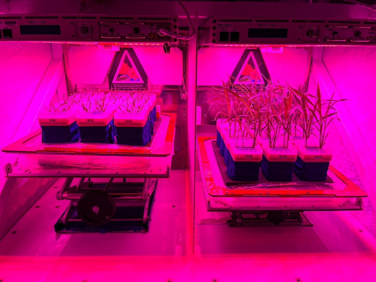 jsc2024e016234 (10/12/2023) --- Brachypodium and Setaria were grown in the Plant Growth Systems (PGS) and tested under International Space Station environmental conditions using the Veggie units at NASA's Kennedy Space Center during the APEX-09 Experiment Verification Test.