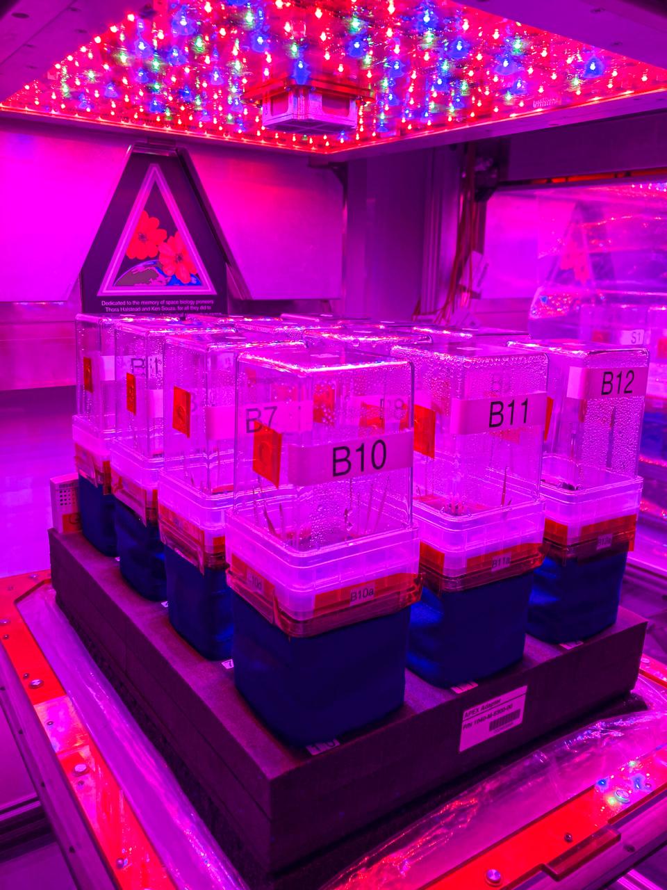 jsc2024e016235 (10/19/2022) --- The Vegetable Production System (Veggie) is used to grow Brachypodium and Setaria in the International Space Station and on Earth at NASA's Kennedy Space Center. C4 Photosynthesis in Space (C4 Space) (APEX-09) observes two plant species with differing mechanisms for capturing CO2 during photosynthesis. Researchers aim to uncover changes that occur in plant metabolism when they are exposed to microgravity, which could improve planning for bio-regenerative support systems on deep exploration missions.