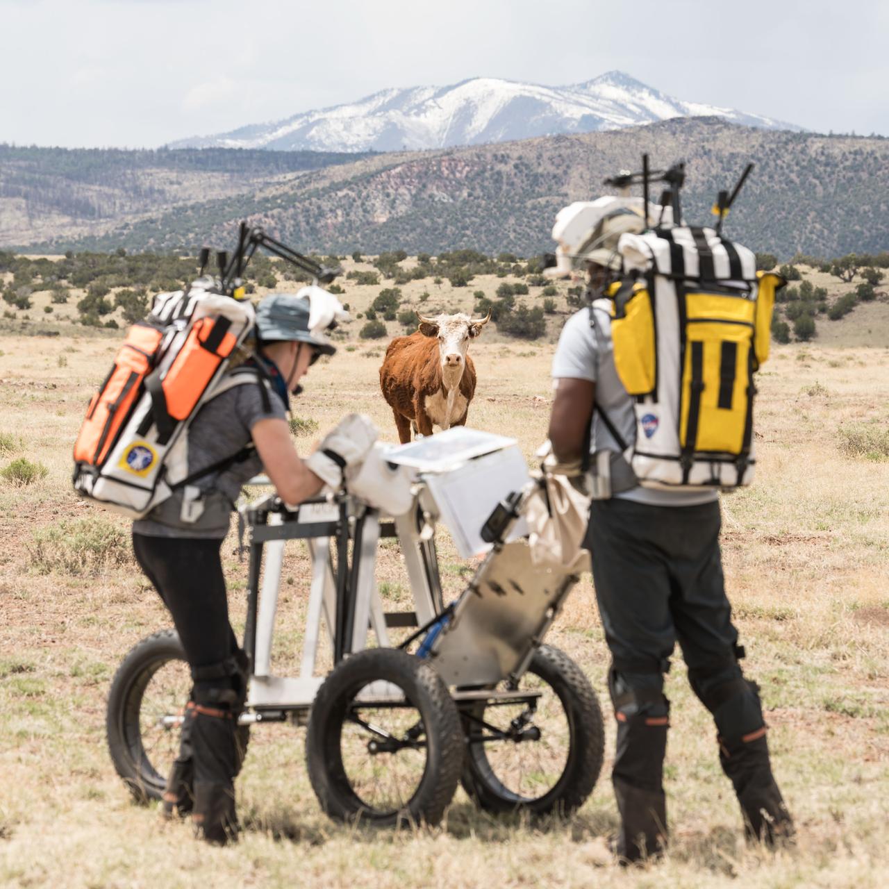 A curious cow watches as NASA astronauts Andre Douglas and Kate Rubins perform a simulated moonwalk in the San Francisco Volcanic Field in Northern Arizona on May 14, 2024.  Credit: NASA/Josh Valcarcel 