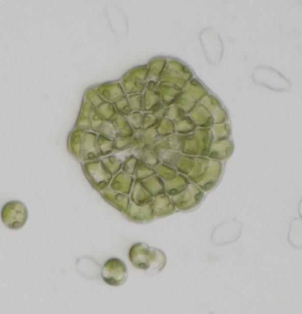 jsc2024e041791 (1/6/2023) --- For the Effects of the Space Environment on Cell Division in Plants (Plant Cell Division) investigation, Coleocahete suctata cells divide as concentric circles form disk-shaped thallus. Image courtesy of University of Toyama.