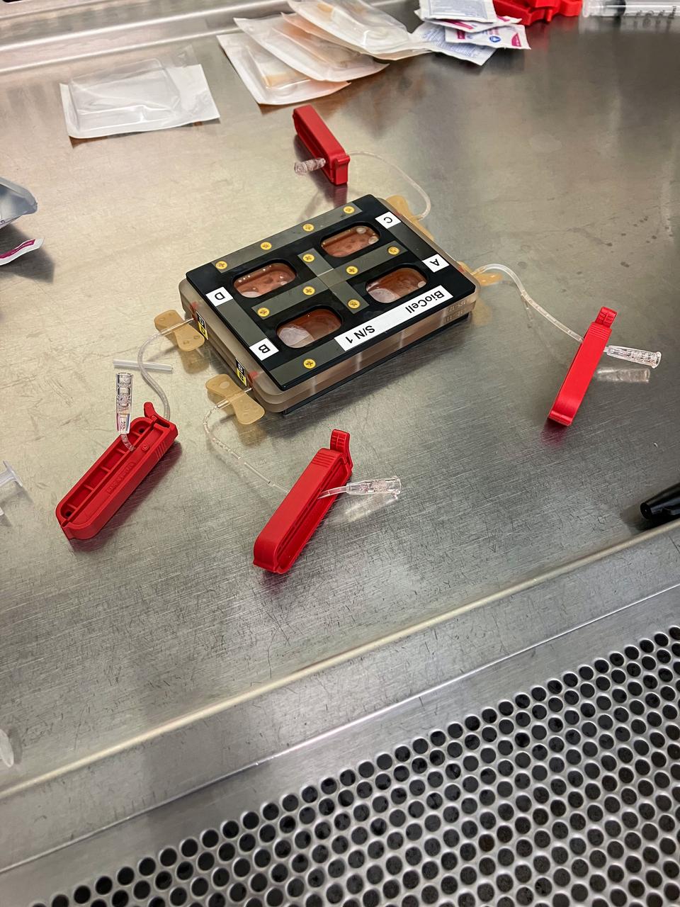 jsc2024e043735 (4/23/2024) --- A BioCell filled with cultures of megakaryocytes (precursor cells which produce platelets) on the last day of the Experiment Verification Test. The International Space Station crew will harvest the cell cultures for microscopy, fixation, and sequencing. Megakaryocytes Orbiting in Outer Space and Near Earth: The MOON Study (Megakaryocyte Flying-One (MeF1)) investigates how environmental conditions affect development and function of platelets and megakaryocytes, cells found in bone marrow. Results could clarify the risks of changes in inflammation, immune responses, and clot formation in spaceflight and on the ground. Image courtesy of the NASA Space Radiation Laboratory.