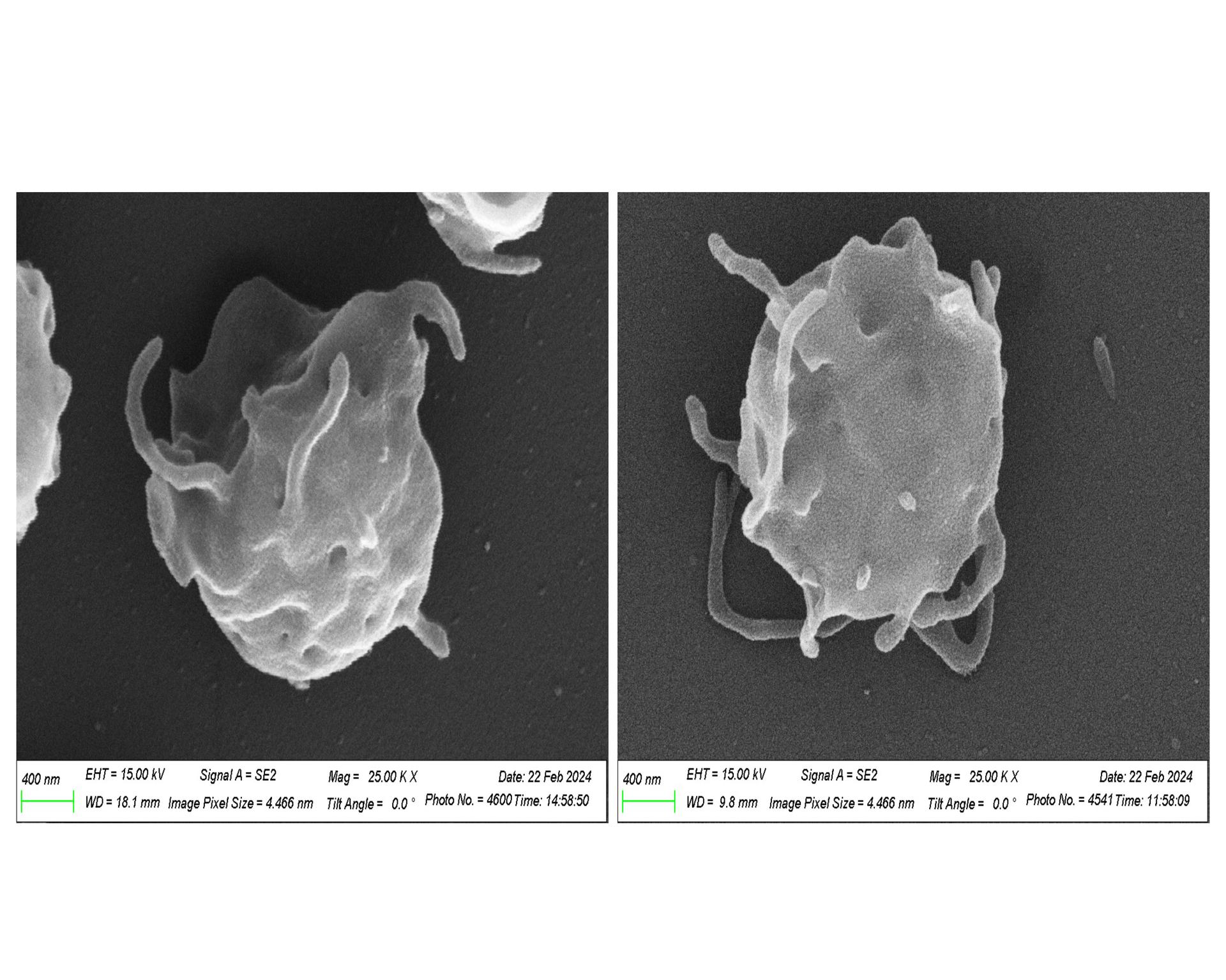 Two side by side square images of textured blobs in grayscale that are human platelets. Underneath each square in very small print are letters and numbers