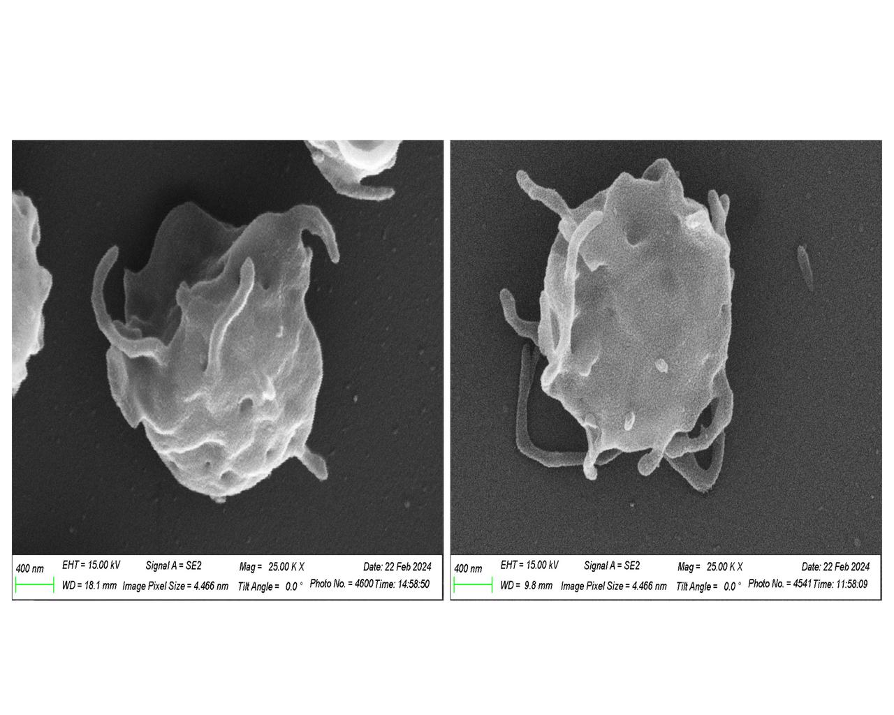 jsc2024e043737 (4/17/2024) --- A scanning electron-microscopy image of human platelets taken preflight at the NASA Space Radiation Laboratory. Megakaryocytes Orbiting in Outer Space and Near Earth: The MOON Study (Megakaryocyte Flying-One (MeF1)) investigates how environmental conditions affect development and function of platelets and megakaryocytes, cells found in bone marrow. Results could clarify the risks of changes in inflammation, immune responses, and clot formation in spaceflight and on the ground. Platelets are isolated from NASA crew members before they launch to the International Space Station, and after return to Earth. Image courtesy of the NASA Space Radiation Laboratory.
