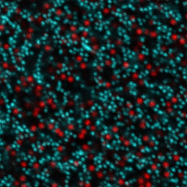 NASA image: Bimodal Colloid Preflight Imagery