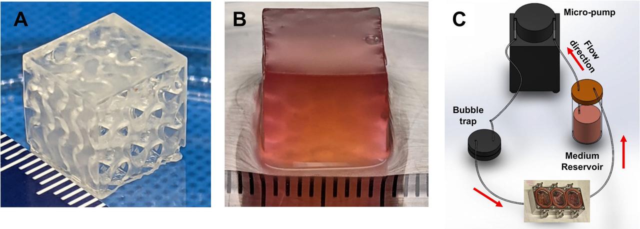 jsc2024e043915 (6/17/2024) --- Maturation of Vascularized Liver Tissue Construct in Zero Gravity (MVP Cell-07) examines the behavior in microgravity of bioprinted or engineered liver tissue constructs that contain blood vessels. This preflight image shows A) Bioprinted vascularized construct with a gyroid design consisting of interconnected channels. B) Bioprinted human liver tissue construct fabricated using a digital light projection (DLP) printer. C) The tissue construct-containing flow chamber is connected to a perfusion system. Data from this vascularized liver tissue construct helps support the development of clinically relevant organs on Earth. Image courtesy of the Wake Forest Institute for Regenerative Medicine.