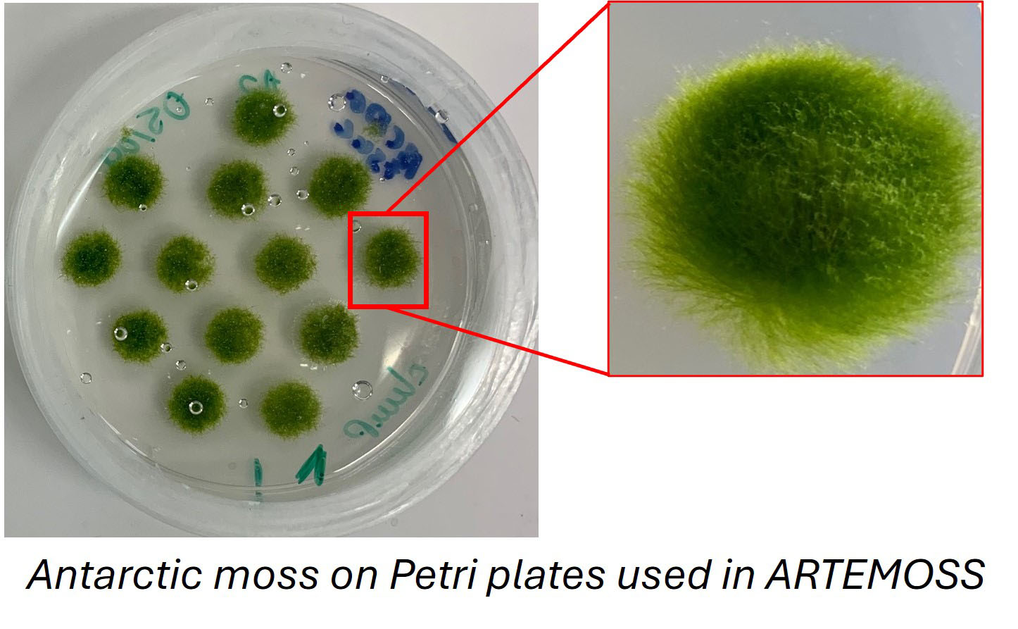 A circle dish contains 13 green fuzzy moss plants that are circular and the size of marbles. On the right side of the photo, there is a square box with a red outline that contains another image of one of the circles zoomed in to show the grassy texture of the sample; it is mainly dark green and with a lighter green around the edges