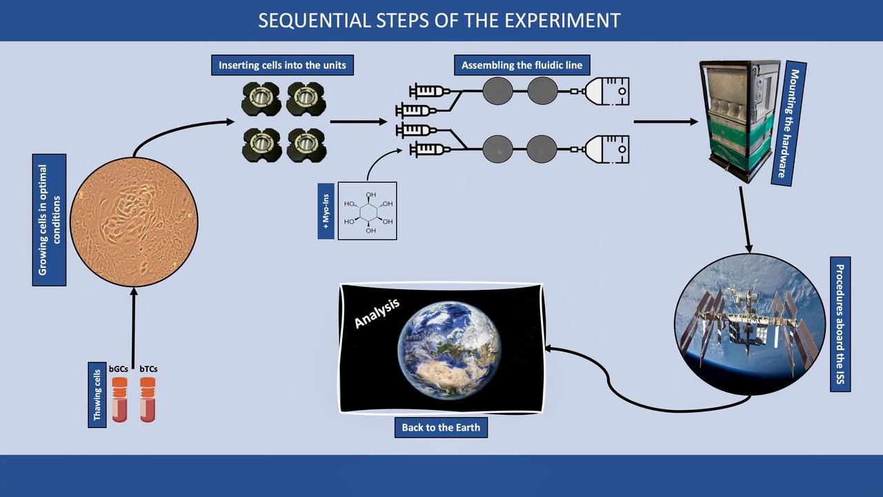 jsc2024e071690 (11/5/2024) --- Schematic representation of the sequential steps of the Ovarian Research In microgravity cONditions-2 (ORION-2) investigation. Image courtesy of Italian Space Agency (ASI).