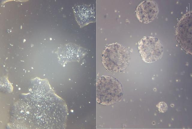 NASA image: jsc2025e007240