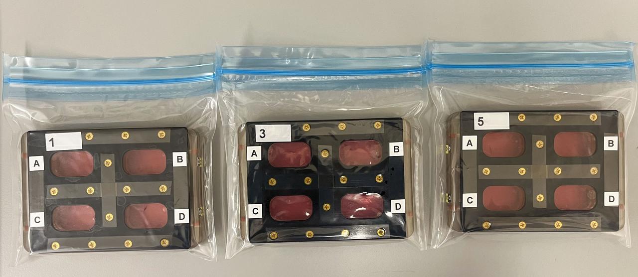 BioServe’s BioCells a the start of the experiment for the expansion of the cells over 3 passages. (Credit: BioServe)