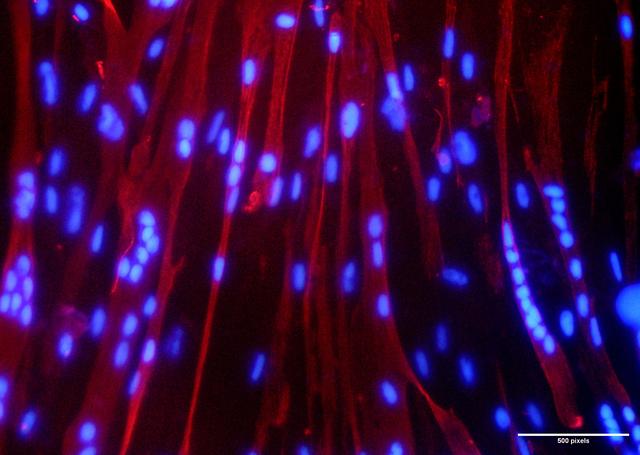 NASA image: Myogenesis - ISRO