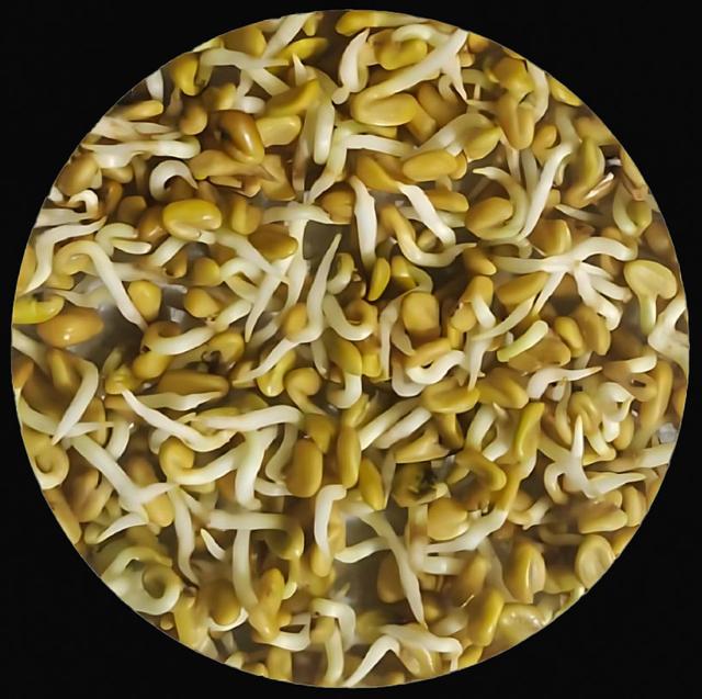 jsc2025e043584 (4/16/2025) --- Fenugreek (Trigonella foenum-graecum L.; Family: Leguminosae), commonly known as methi, sprouted in a petri dish. Methi, along with greengram (mung bean) seeds, is part of the Sprouting Salad Seeds in Space (Sprouts – ISRO) investigation. This research is conducted by the University of Agricultural Sciences, Dharwad, and the Indian Institute of Technology (IIT) Dharwad, Karnataka, India. The investigation flies to the International Space Station as a part of joint ISRO and NASA microgravity investigation aimed at understanding plant growth and nutritional sustainability in space environments. Image courtesy of Dr. Ravikumar Hosamani’s Lab at University of Agricultural Sciences, Dharwad, Karnataka, India.