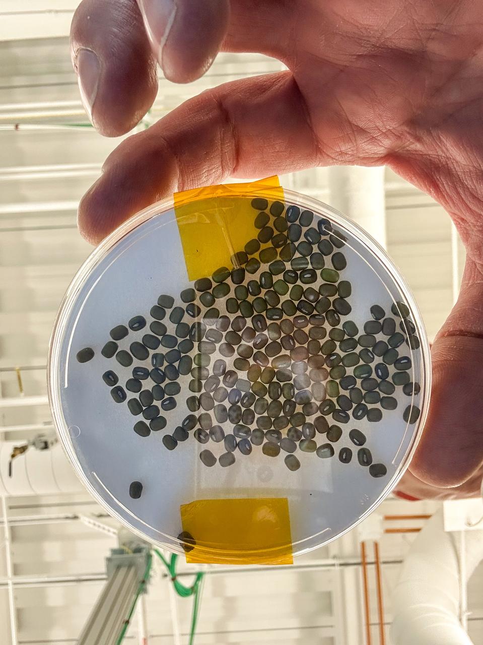 jsc2025e043585 (4/16/2025) --- Fenugreek seeds are shown in a petri dish as part of the Sprouting Salad Seeds in Space (SPROUTS - ISRO) investigation. This investigation supports the development of ways to grow plants to provide food and support crew nutrition and wellbeing in the space environment. Image courtesy of University of Agricultural Sciences, Dharwad, Karnataka, India.