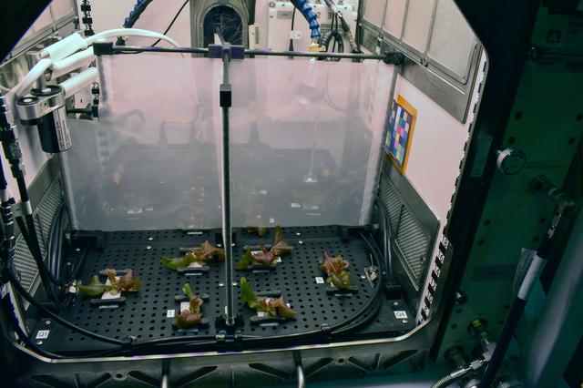 NASA image: jsc2025e047408