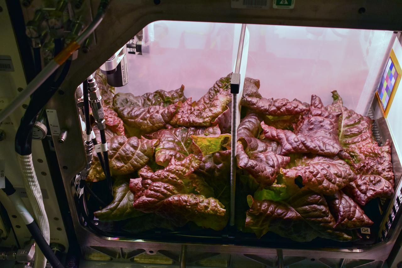 jsc2025e047409 (2/27/2024) --- Lettuce grown as a ground experiment with the control (left) and flood (right) moisture treatments prior to harvest on day 28. The Spaceflight Microbiome of a Food Crop Grown Using Different Substrate Moisture Levels (Plant Habitat-07) investigates how plants, and their communities of microorganisms respond to different levels of water. Results could support development of systems for growing food crops on future missions. Image courtesy of the PH-07 Team.