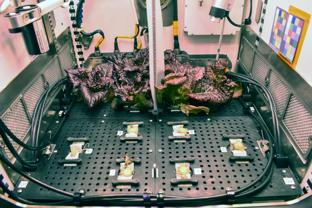 jsc2025e047410 (2/27/2024) --- Lettuce grown with the drought (left) and wilt (right) moisture treatments halfway through the harvest procedure on day 28 of a ground experiment for Spaceflight Microbiome of a Food Crop Grown Using Different Substrate Moisture Levels (Plant Habitat-07). Plant Habitat-07 investigates how plants and their communities of microorganisms respond to different levels of water. Results could support development of systems for growing food crops on future missions. Image courtesy of the PH-07 team.