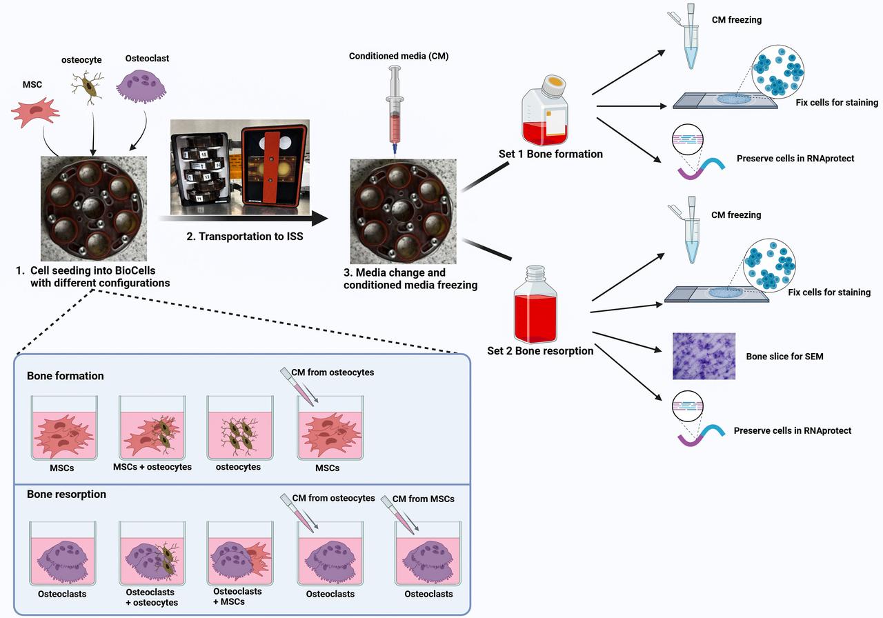 jsc2025e065388 (7/24/2025) --- Diagram of the Microgravity Associated Bone Loss-B (MABL-B) investigation of bone loss on the International Space Station. Shown left to right are the BioCell chambers and type of samples each holds, how the samples are transported to the station, and the process of activating the study once on board. The top right shows samples of cells with a signaling protein that promotes bone formation and the bottom right the samples with a protein that increases bone loss. Credit: Mayo Clinic