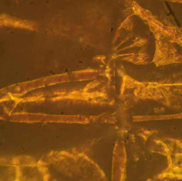 NASA image: SUBSA-InSPA-SSCug