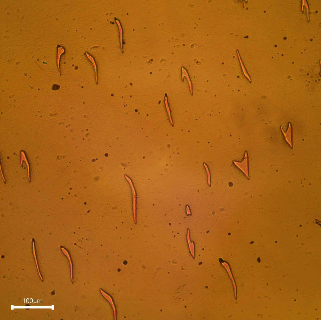 jsc2025e067418 (8/5/2025) --- Microscopic image of a semimetal-semiconductor composite (SSC) wafer extracted from one of four crystals grown in the International Space Station’s SUBSA facility during the first SUBSA-InSPA-SSCug mission. Credit: United Semiconductors LLC