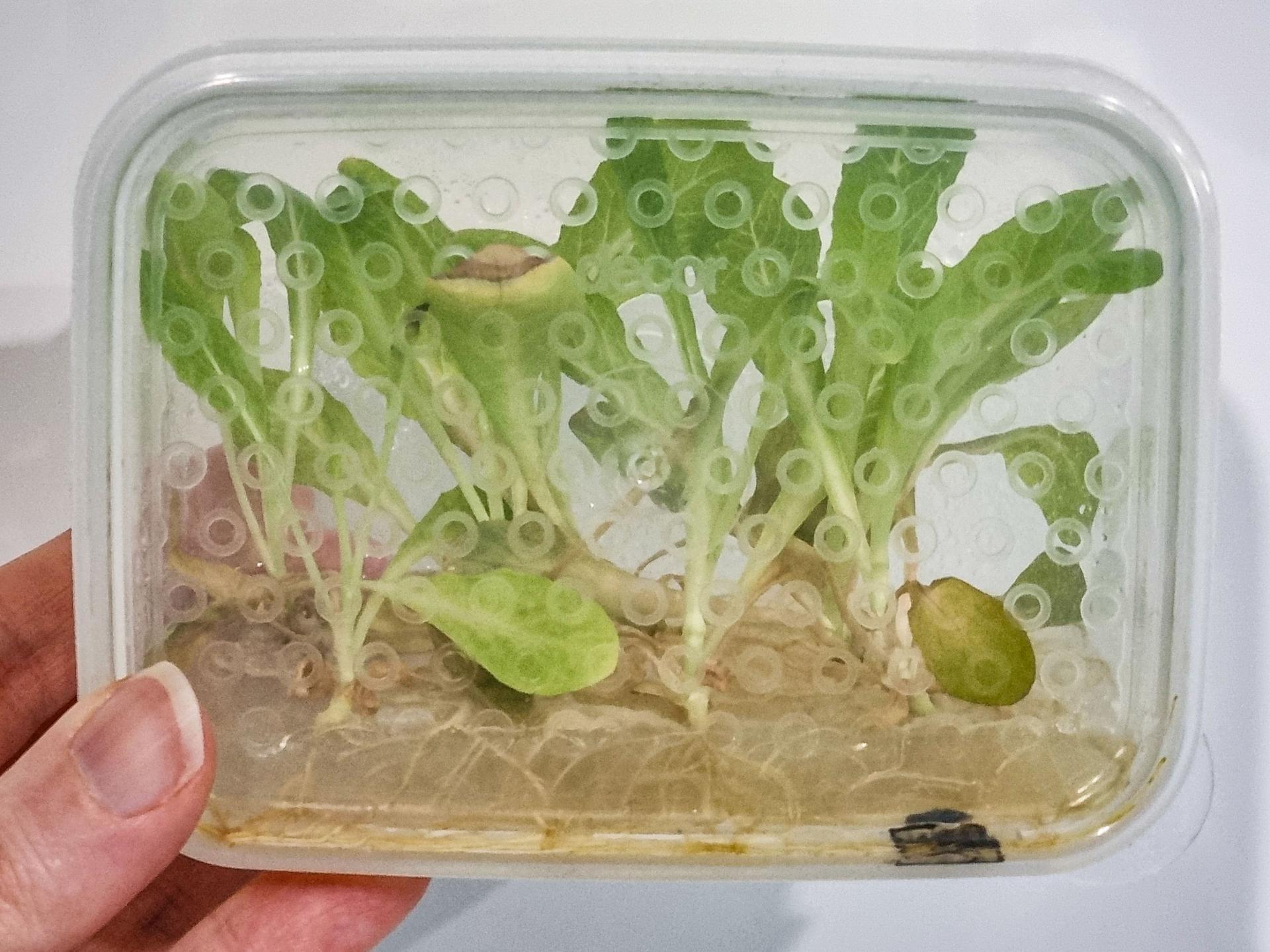 An image of a small polypropylene container that functions as a plant chamber as part of Project Rapunzel. This investigation tests a special plant chamber and uses computer vision to monitor plant health. The chambers are loaded with agar, nutrients, and seeds before launch then seal in a CubeLab containing the lights and camera. This image shows plant growth after four weeks during ground testing, using the same methods as on the mission.
