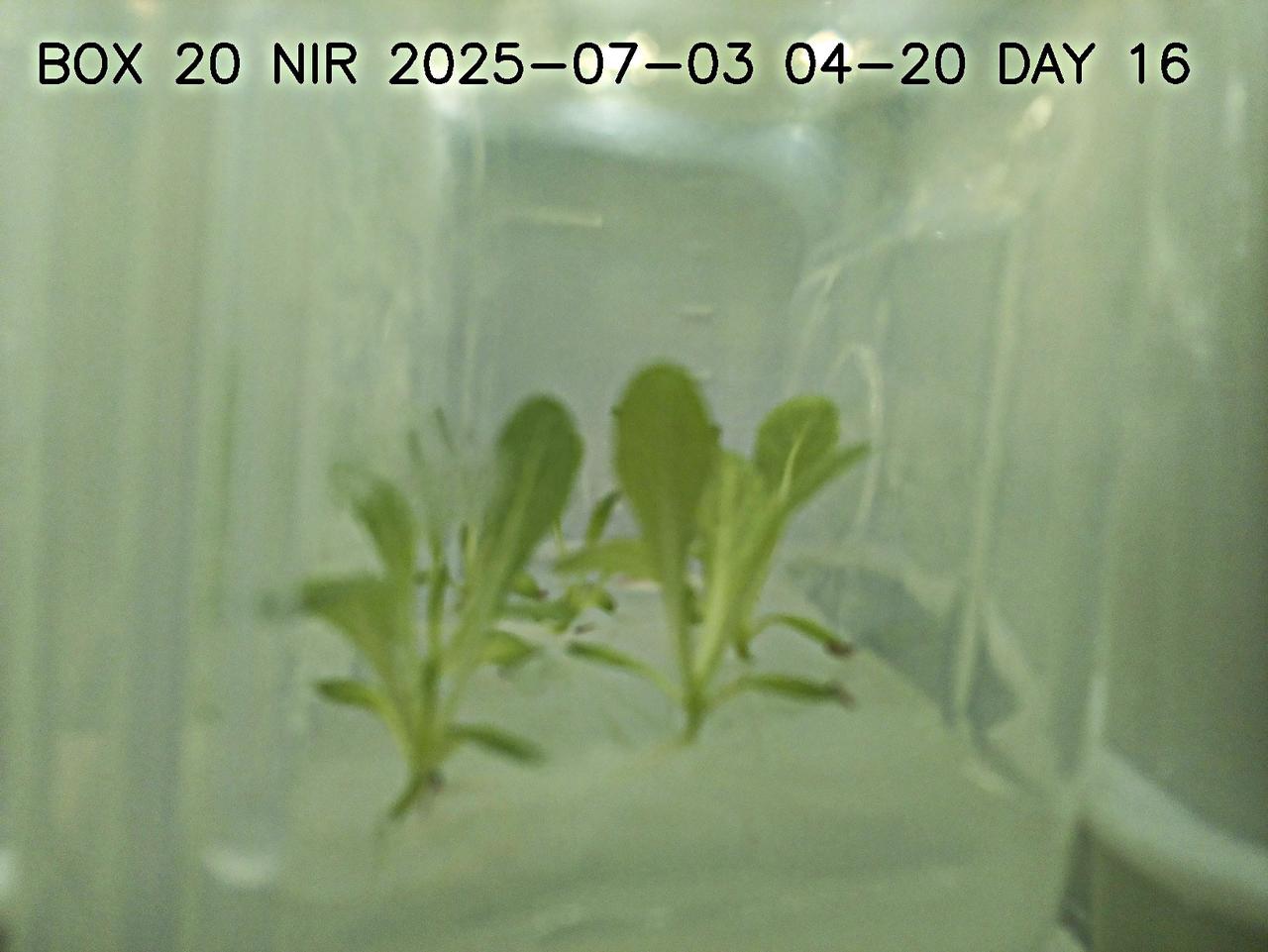 Example color image of lettuce plants growing in a plant chamber during preflight testing as part of Project Rapunzel. The image is captured using the same camera and lighting configuration as the spaceflight investigation. Project Rapunzel tests a special plant chamber and uses computer vision to monitor plant health. Investigation findings may inform ways to automatically monitor plant health and reduce plant stress during long-duration space missions. Credit. UniSQ