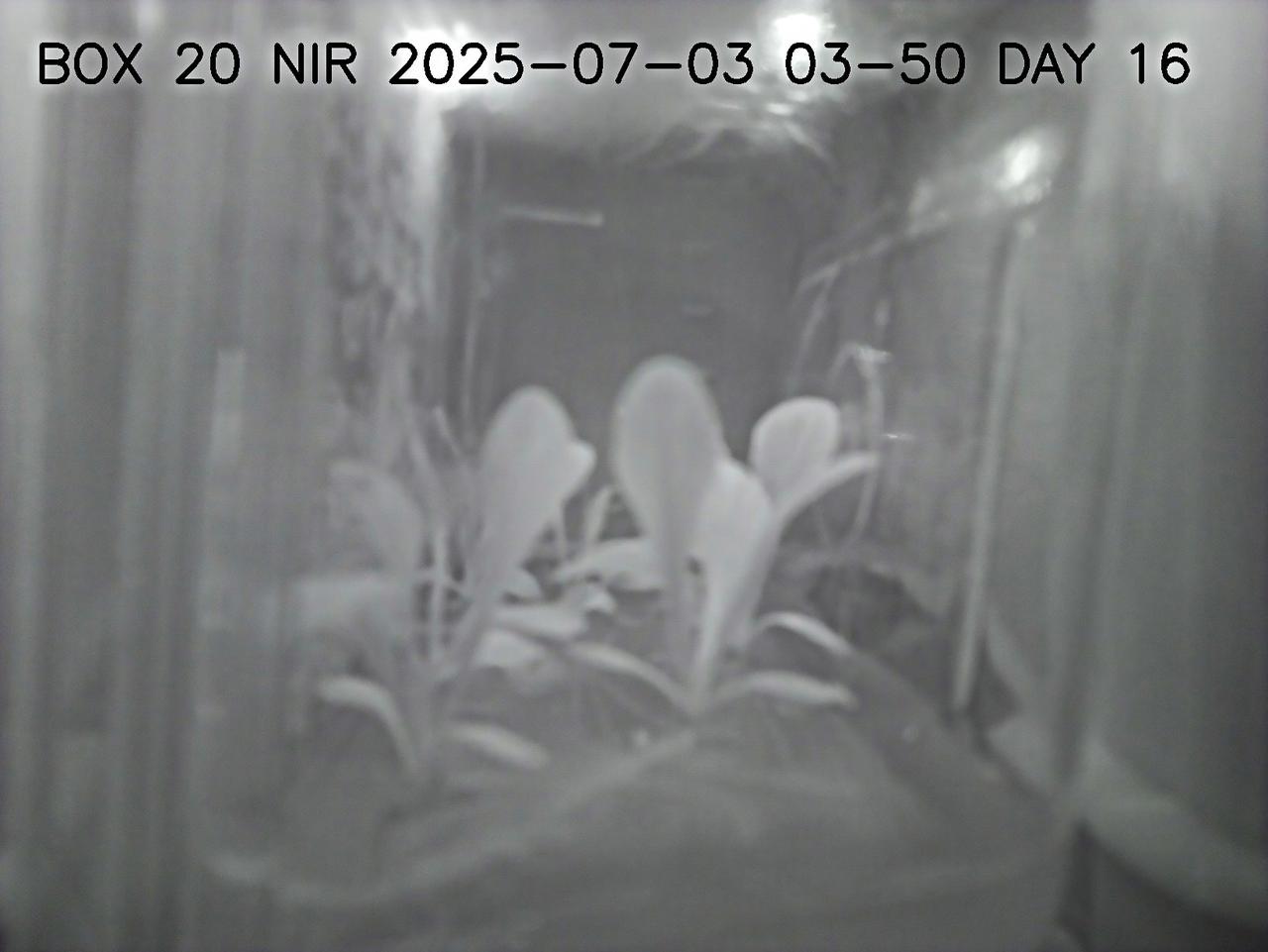 This image shows lettuce plants growing in a plant chamber during the preflight testing of Project Rapunzel. The image is captured using near infrared lights rather than white lights. Near infrared light allows plants to be observed during night hours without activating photosynthesis. Project Rapunzel aims to test a special plant chamber and uses computer vision to monitor plant health. Investigation findings may inform ways to automatically monitor plant health and reduce plant stress during long-duration space missions. Credit. UniSQ