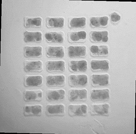 An image of the cardiac tissue chip with an array of cardiac tissues as part of MVP Cell-09. This investigation aims to understand the cellular and molecular mechanisms by which Streptococcus pneumoniae, the leading cause of community-acquired pneumonia damages heart tissue. Bacteria are generally more active and virulent in the unique conditions of space. Investigators hypothesize microgravity may amplify the effects of Streptococcus pneumoniae on heart cells, exaggerating important cell responses that would not be detected on Earth. Credit. University of Alabama at Birmingham.